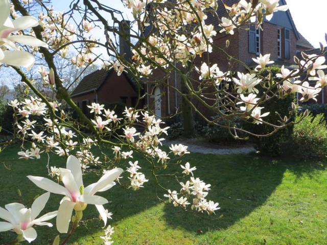 magnoliagevel